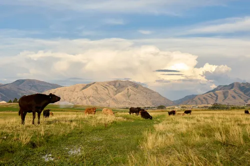 Cows in a field next to mountains